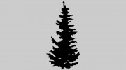 Spruce Tree Handyman Services