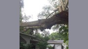 The Tree Feller