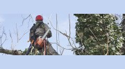 Trinitee Tree & Outdoor Solutions