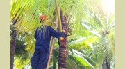 Discount Tree Services
