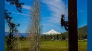 Artisan Tree Works