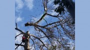 Ultimate Tree Service