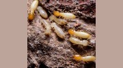 Logan County Pest Control