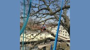 Jose's Tree Service
