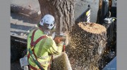 Traverso Tree Service