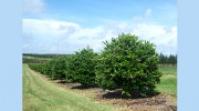 Stewart Tree Service