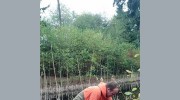 A & M Tree Service