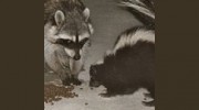 All Wildlife Removal Services
