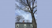 Gibbons Tree Service