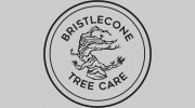 Bristlecone Tree Care