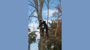 Tri County Tree Experts