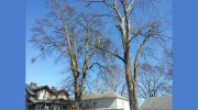 Atlanta Area Tree Service