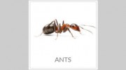 First Choice Pest