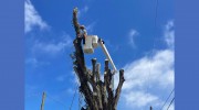 Land Prep Tree Trimming Service