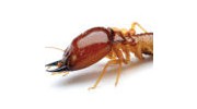 Hydrex Termite & Pest Control