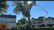 D & L Tree Services