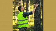 Alpine Tree Service