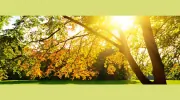 Able Tree Service