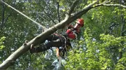 Rockaway NJ Tree Service