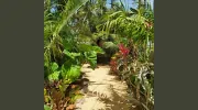 Tropic Greenery