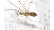 Doa Pest Solutions