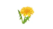 Cascade Weed & Pest Management