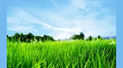 Greener Living