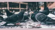 Guardian Pest Control
