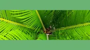 Loya Tree Service