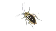 Duncan's Pest Control