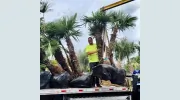 Paradise Palms Va
