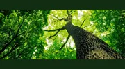 Tim W. Frazier Tree Service