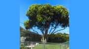 Skinner's Tree Service