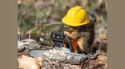 Chip's Tree Service