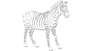 Zebra Remodeling