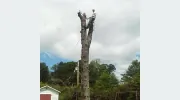 Lawson's Tree Service
