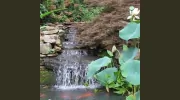 Hemlocks Landscape Management