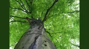 Larry's Tree Service