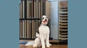 All About Flooring