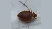Mid America Pest Control