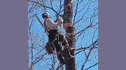 Wilcox Tree Service