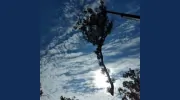 Oasis Tree Service
