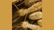 Healthy Home Termite & Pest Control