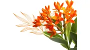 Doerler Landscapes & Hidden Springs Irrigation