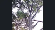 Geddie Tree Service