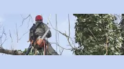 Sanford Tree Service