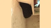 AMA Exterminating