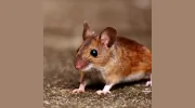Paladin Pest Control
