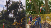 Billings Tree Service