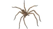 Guardian Pest Control NNY